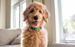 Is Zagster the most dog-friendly office in Boston?
