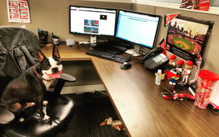 Pups in the Hood: The Many Perks of Bringing Your Dog to Work