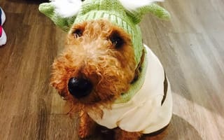 Dogs of Boston: 3 office pets show off their Halloween attire