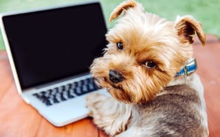 4 Boston startups that want to upgrade your pet’s life