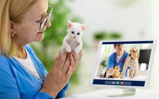 Chewy Is Bringing Telehealth to Pets With a New Virtual Vet Consultation Service