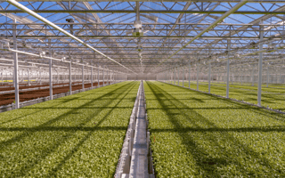 Little Leaf Farms Rakes in $300M to Fuel Northeast Agtech Expansion