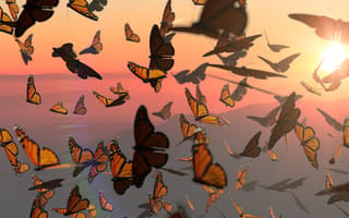 The Great Migration: What Monarch Butterflies Can Tell Us About Data Migration 