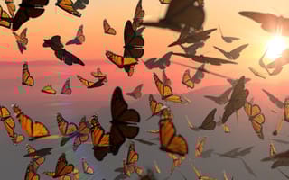 A swarm of butterflies fly in the sunset.