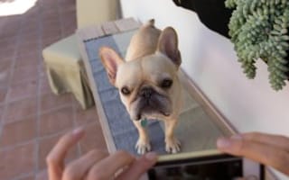 1871 grad raises $4M to buzz you when your pet gets lost or needs a shot