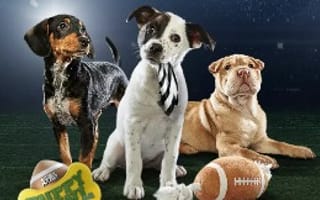Uber will bring the Puppy Bowl to your office on Wednesday