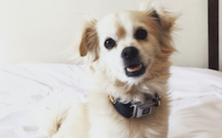 Woof Rescue takes a Tinder approach to pet adoption