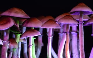 MycoTechnology Raises $39M for Its Mushroom Fermentation Platform