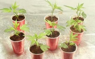 GrowBuddy: The Google Analytics of growing cannabis