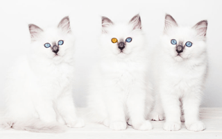 This LA startup wants to help DNA test your cat