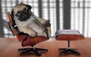 Top Dog: What Business Owners Can Learn from the Canine Community