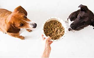 5 NYC PetTech companies rethinking how we spoil our dogs