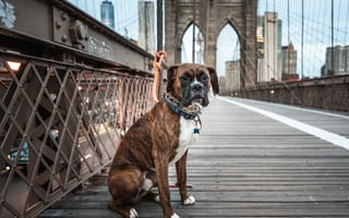New Yorkers love their pets — and these 3 new startups do, too