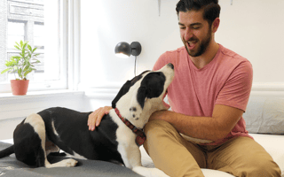 Office-dog curious? Here’s how leading tech companies make it work