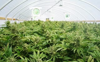 LeafLink Raises $35M, Scoring Cannabis Tech's ‘Largest Series B’