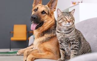 Pawlicy Advisor Raises $1M to Simplify Pet Insurance Shopping