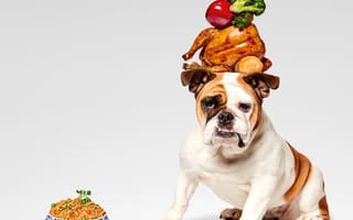 Human-Grade Dog Food Startup Pet Plate Raises $9M