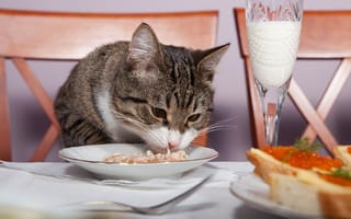 D2C Cat Food Brand Smalls Raises $9M Because Cats Deserve Better Than Kibble