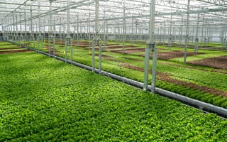 Gotham Greens Raises $87M to Expand Its Network of High-Tech Greenhouses