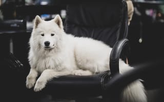 The dog days aren’t over: 9 Seattle tech companies with pet-friendly offices