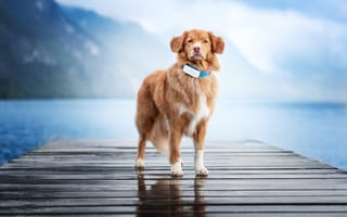 Austrian Pet Tracker Company Tractive Is Expanding in Seattle After New Funding