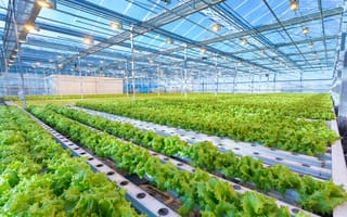Koidra Secures $4.5M to Create Autonomous Greenhouses, Farms