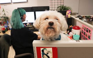 This Pet Insurance Company Is Hiring. Hear What One Team Member Loves About It.