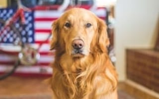 Home is where your pet is: 5 Austin tech startups helping you care for your furry friend