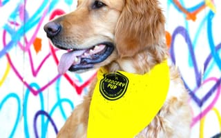 How this Austin startup is delivering taste transparency to your dog's dish
