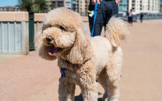Tech roundup: Siemens, Oracle turn toward Austin startups, new pup-walking service in town, and more