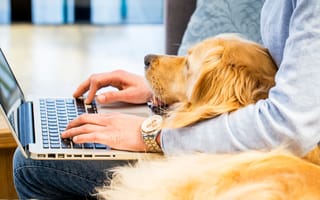 What a treat! 6 Austin offices where your dog is welcome