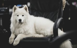 Office-dog curious? Here’s how leading tech companies make it work