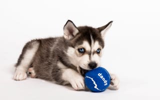 Dandy Launches Platform for Custom-Tailored Pet Supplements