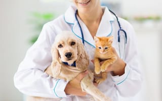 TeleVet Raises $2M to Facilitate Digital Vet Appointments