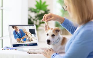 TeleVet Raises $5M Amid Telemedicine Boom, Plans to Grow Team
