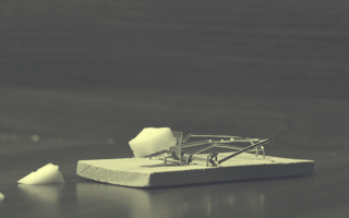 Mousetrap cheese