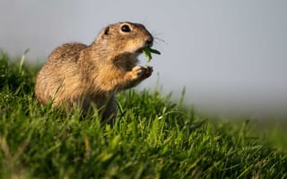 Golang Gopher