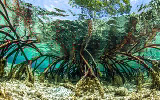 mangrove roots