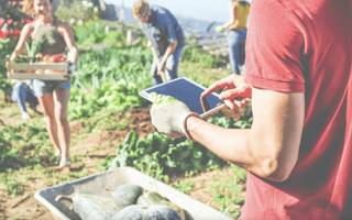 A farmer looks at his iPad while other gather produce.