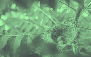 How to Write Nested List Comprehensions in Python nested list comprehension - a bird's nest in a tree branch