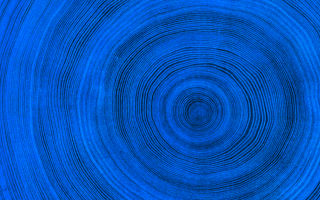 tree rings showing that with age and growth the tree was able to stand tall.