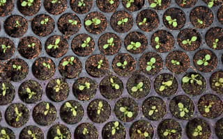 Green seedlings sprouting from an array of small seed-starting planters