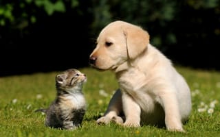 Chewy and Trupanion partnership kitten and puppy