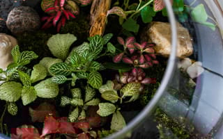 Close up of terrarium from above with various green plants.