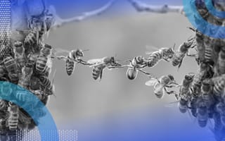 ensemble-model bees grabbing onto each other in a line