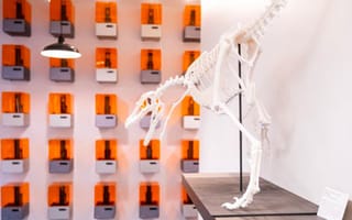 3D printed dinosaur skeleton with printer wall in the background