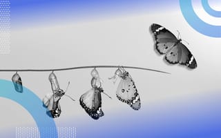 A butterfly goes through its life cycle