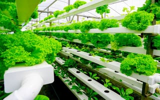 A row of vegetables grown using vertical farming methods.