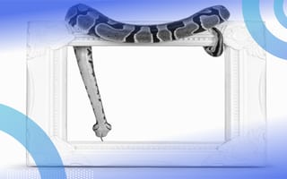 A ball python drapes itself over an empty picture frame. /software-engineering-perspectives/define-empty-variables-python