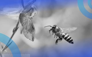 Bee approaching a flower for honey representing buzz concept